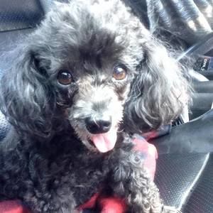 Meet your Posher, Chloe